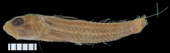 Media type: image; Ichthyology 28290